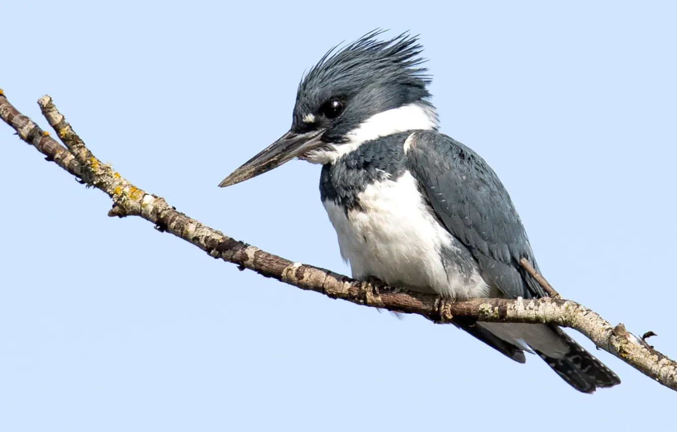 Фото обои bird, animal, gray and white bird during daytime, belted kingfisher