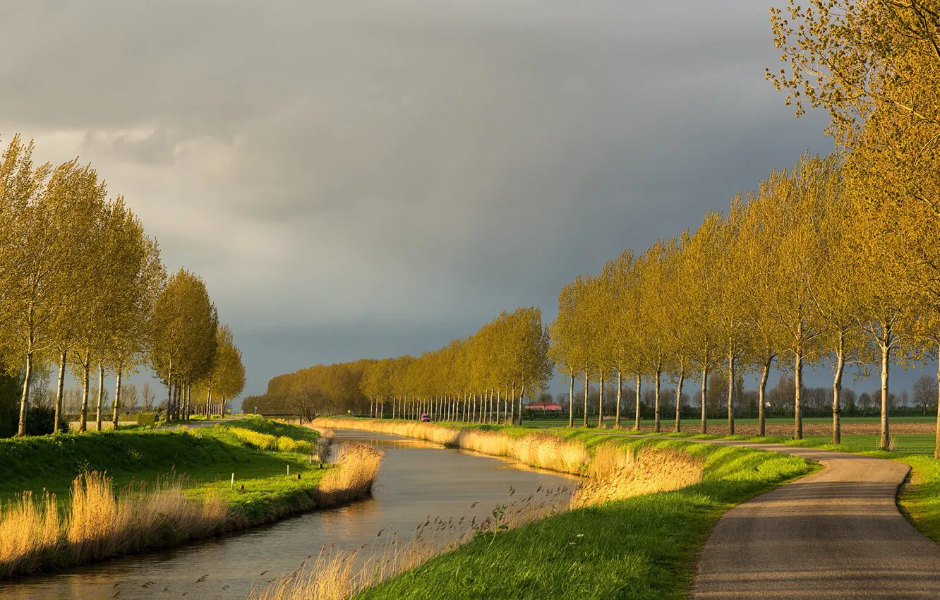 Фото обои деревья, природа, канал, Нидерланды
