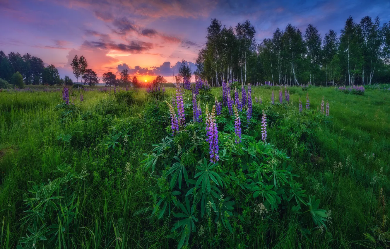 Фото обои лето, природа, Люпин