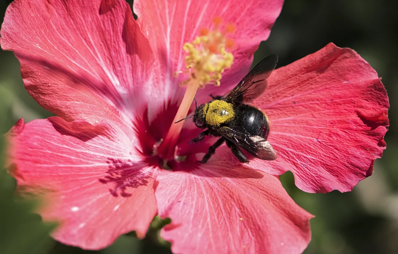 Фото обои цветок, макро, красный, пчела, пыльца, шмель, гибискус