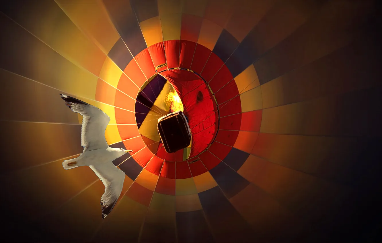 Фото обои полет, воздушный шар, птица