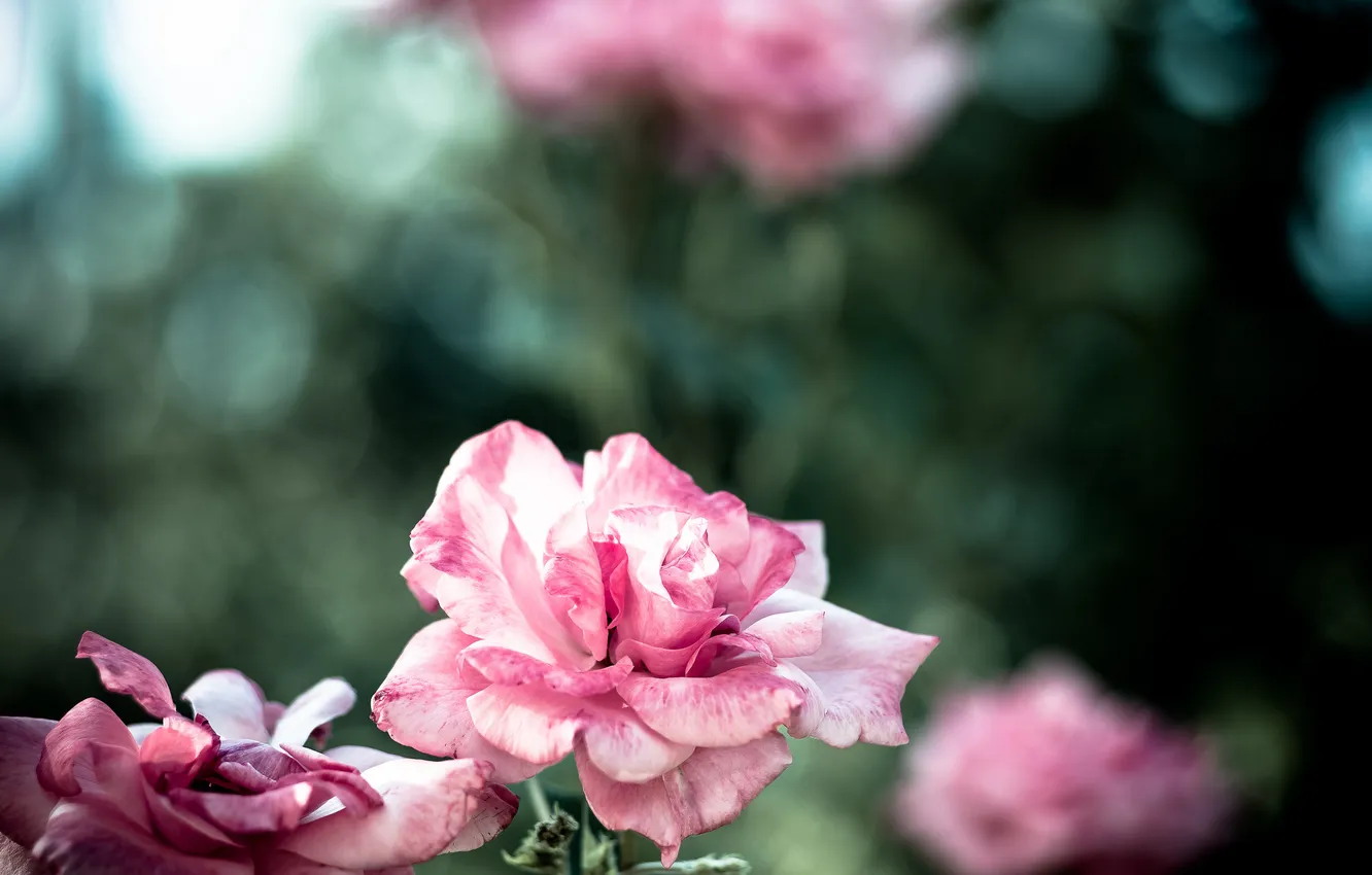 Фото обои цветы, природа, розы