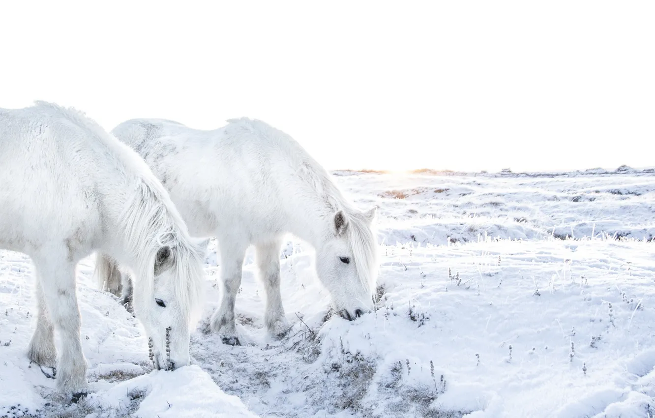 Фото обои зима, поле, кони