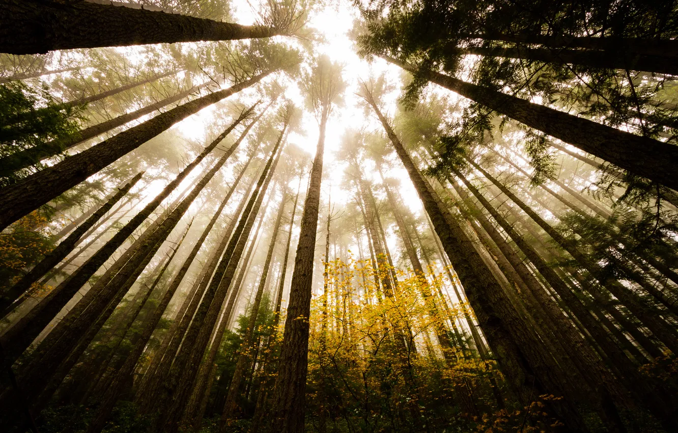 Фото обои осень, свет, деревья, природа, стволы, листва, Лес