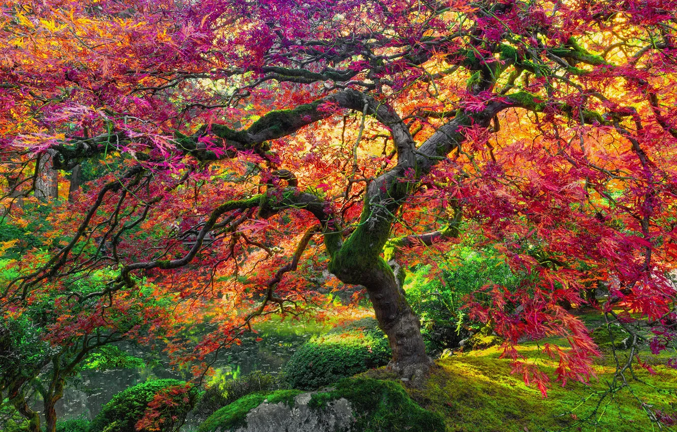 Фото обои осень, дерево, гигант, клен