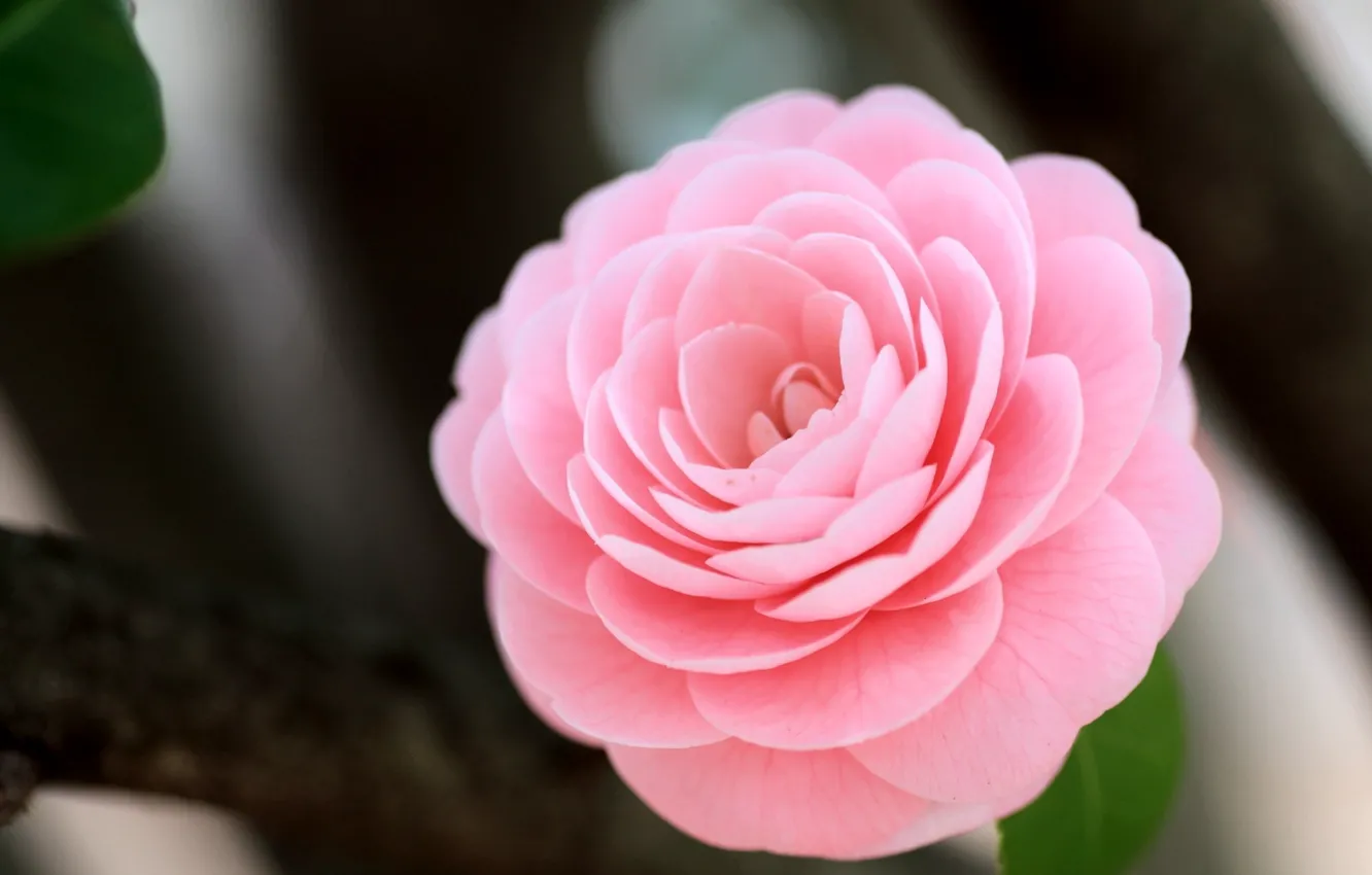 Фото обои цветок, макро, розовый, камелия