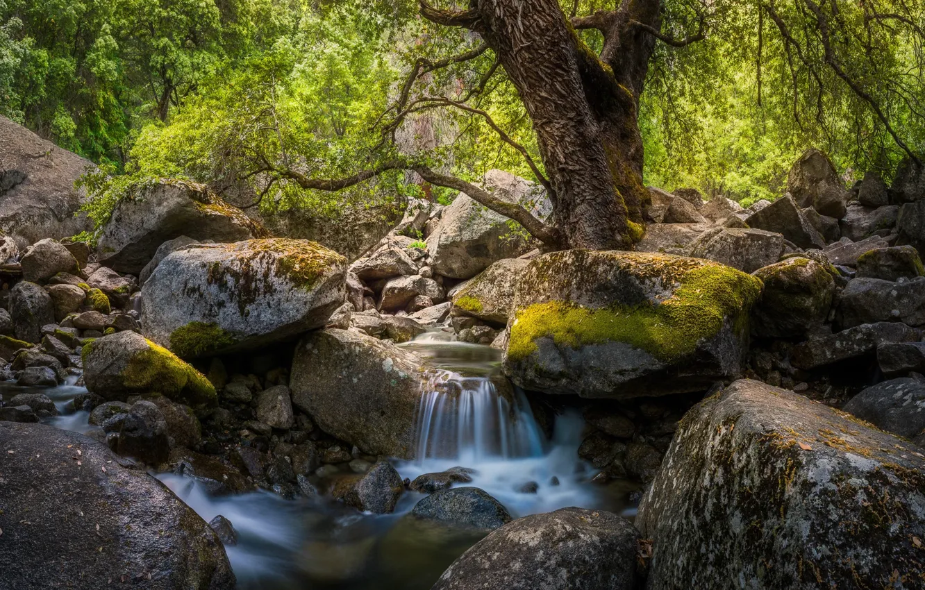 Фото обои лес, лето, вода, природа, река, ручей, камни, поток