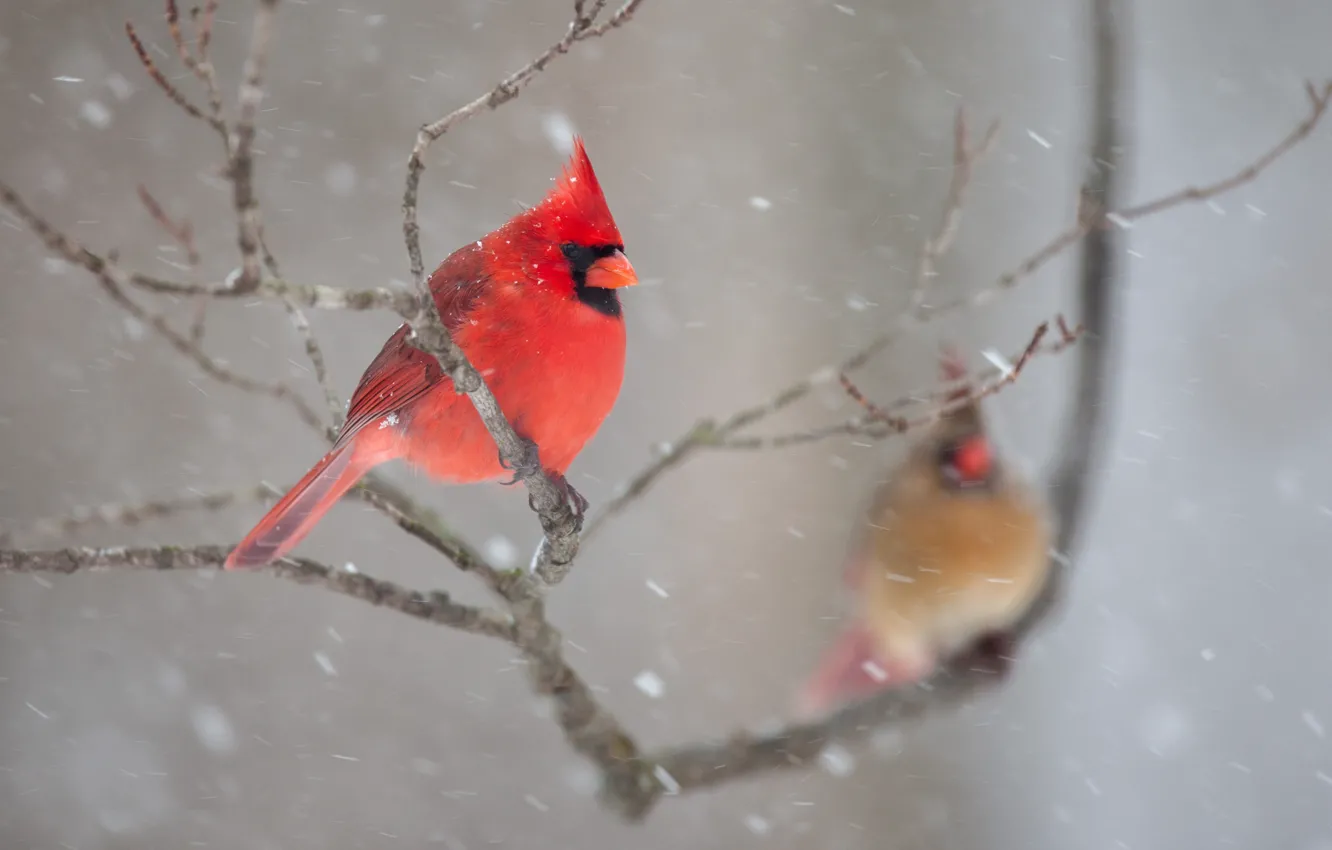 Фото обои зима, снег, птицы, ветки, природа, пара, кардинал