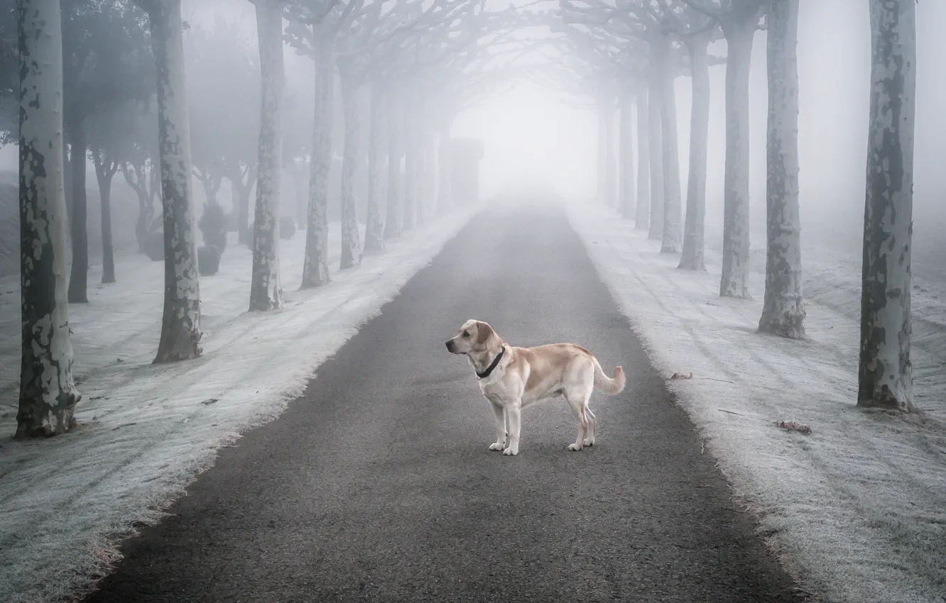 Фото обои дорога, туман, одиночество, друг, собака
