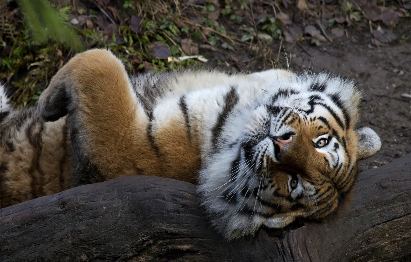 Фото обои взгляд, морда, тигр, поза, лапы, лежит, бревно