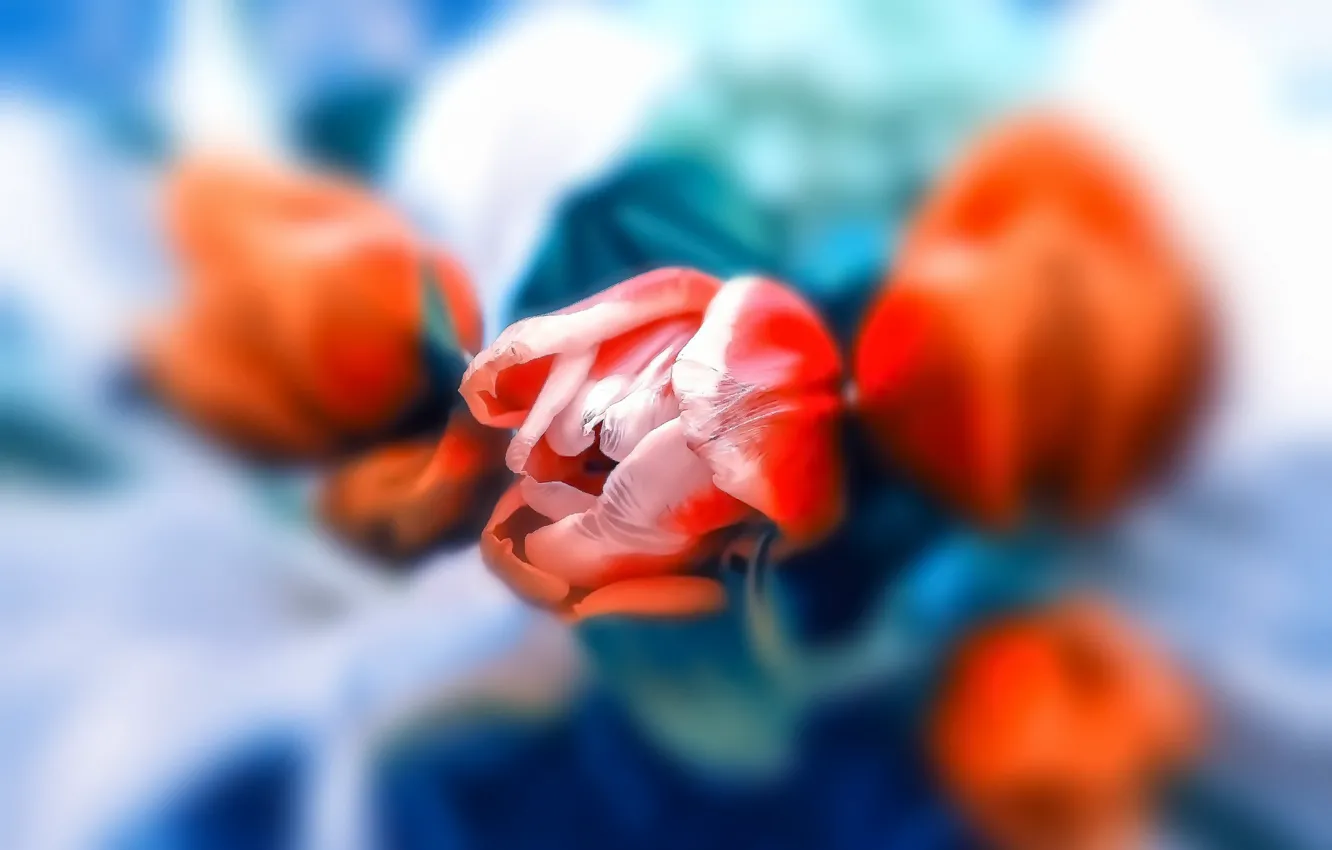 Фото обои цветы, фон, тюльпаны