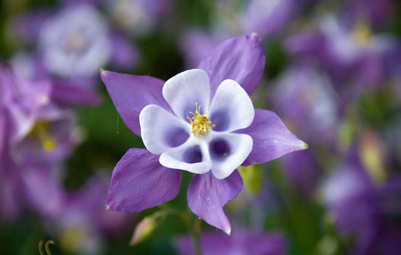 Фото обои цветок, фиолетовый, сиреневый, водосбор, аквилегия, aquilegia, орлики