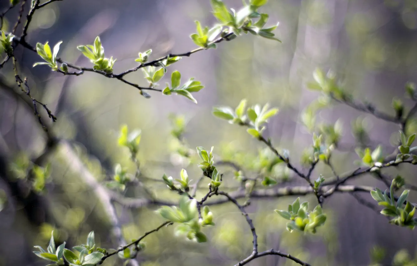 Фото обои зелень, листья, свет, деревья, природа, ветви, весна, размытость