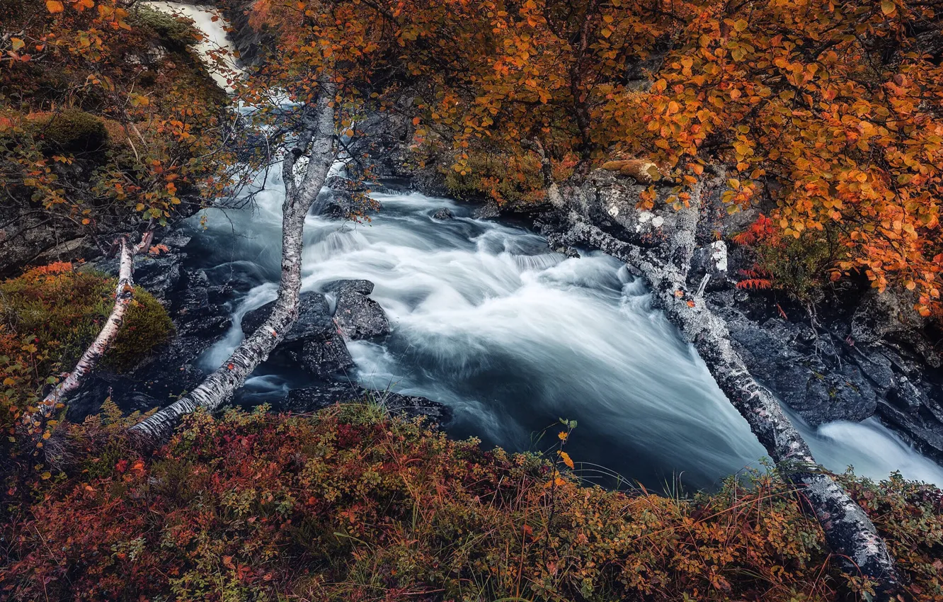 Фото обои осень, лес, деревья, пейзаж, природа, река, камни, травы