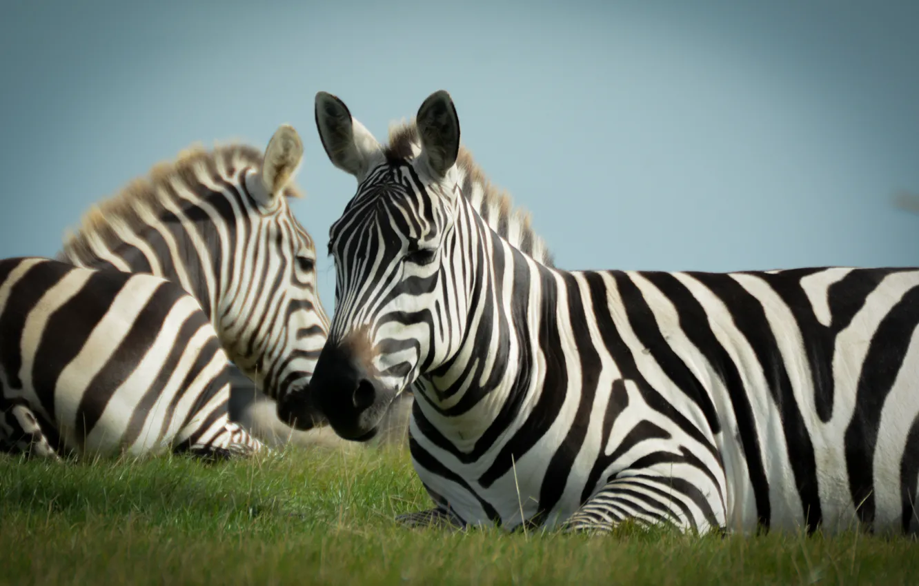 Фото обои животные, природа, зебры, копытные