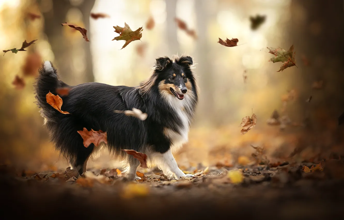 Фото обои осень, листья, настроение, собака, боке, Шелти, Шетландская овчарка