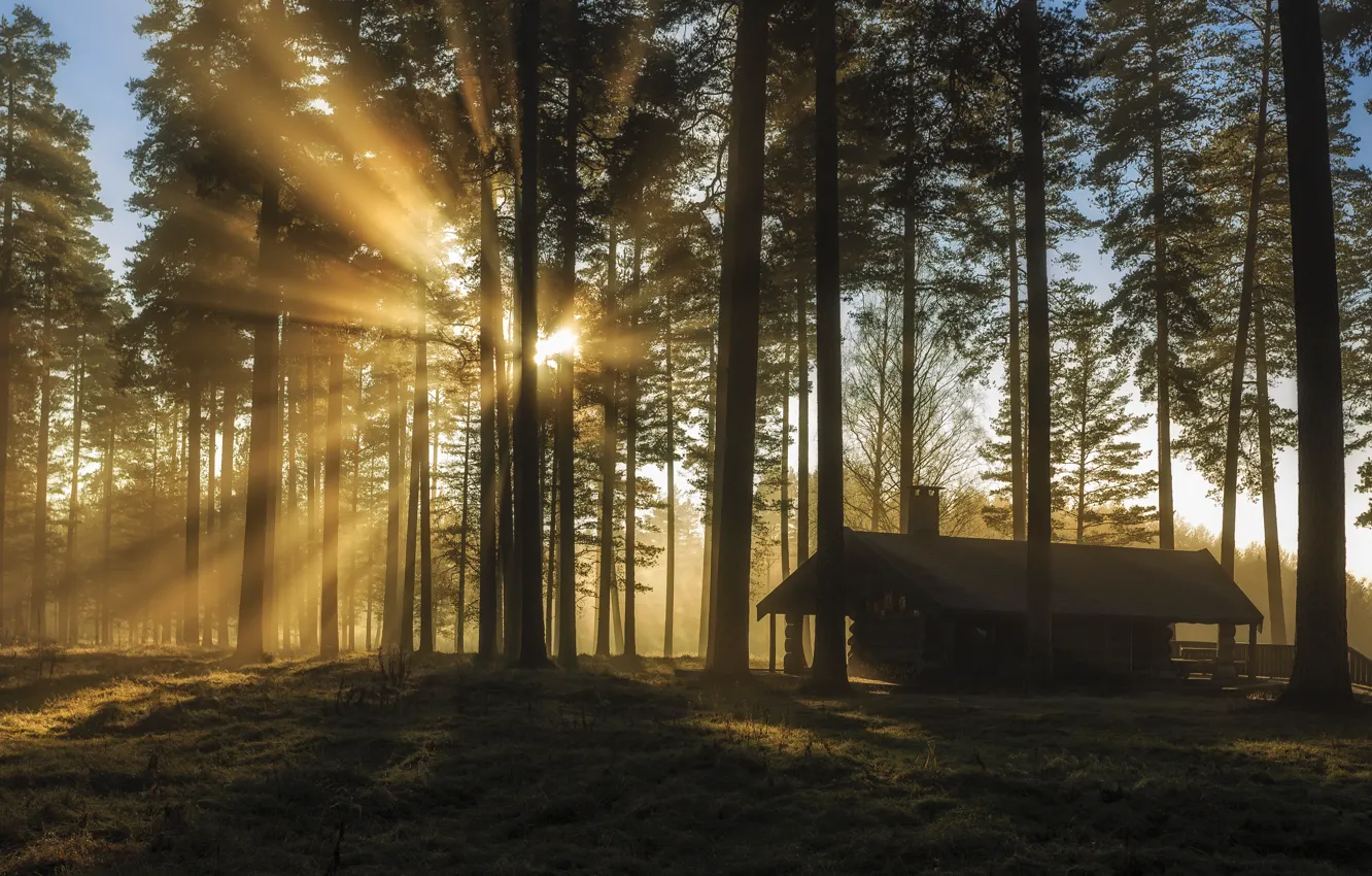 Фото обои лес, Швеция, Sweden, заповедник, Varmland, Charlottenberg, Tallmon