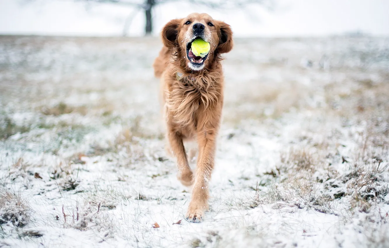 Фото обои снег, игра, собака