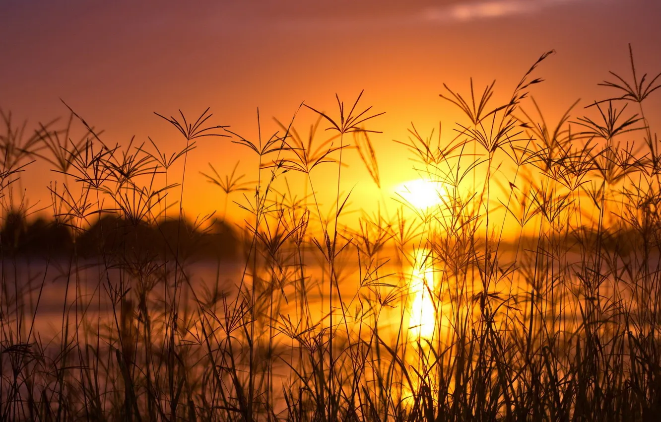 Фото обои солнце, закат, река, высокая трава