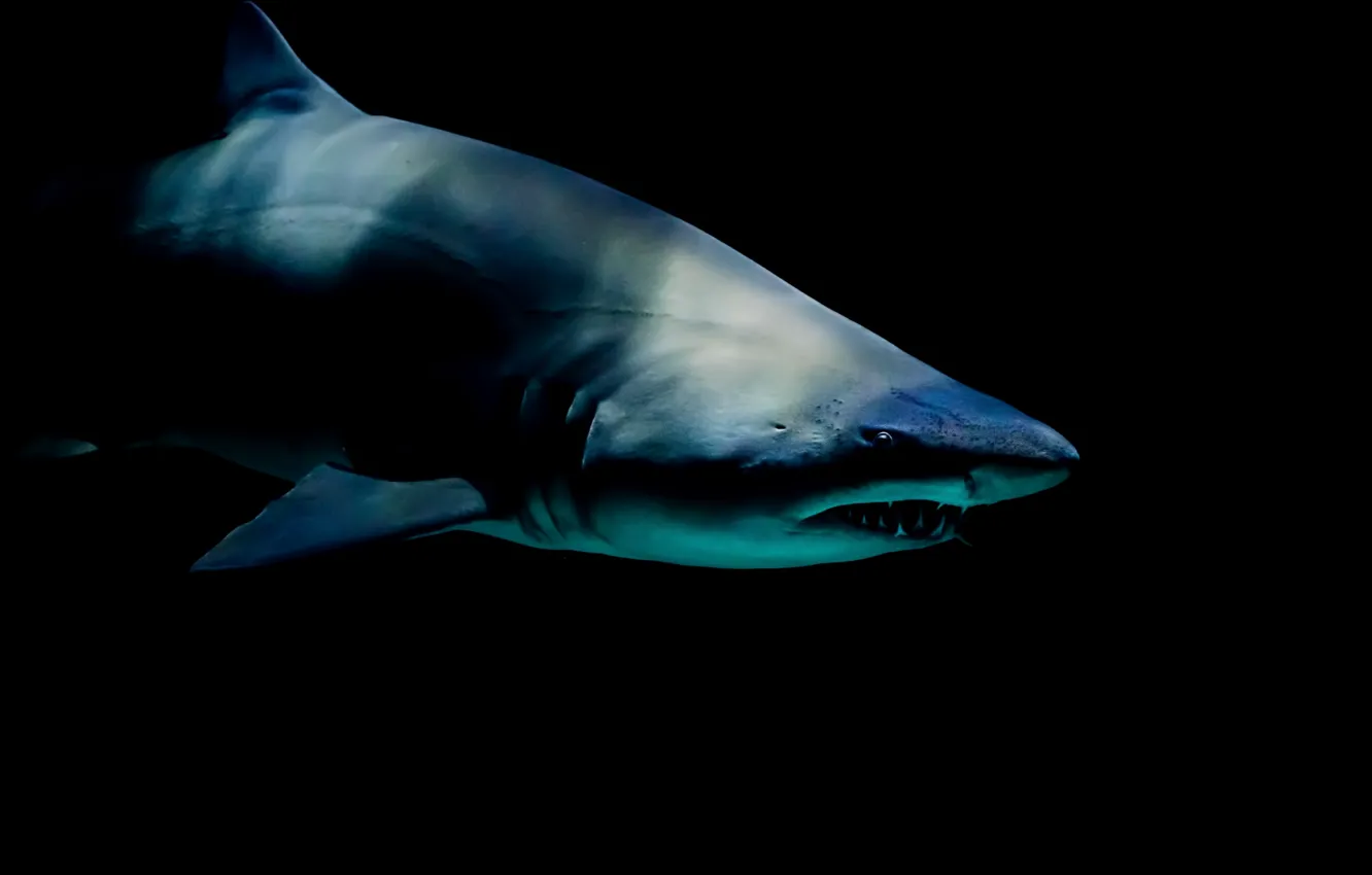 Фото обои shark, fish, biology, vertebrate