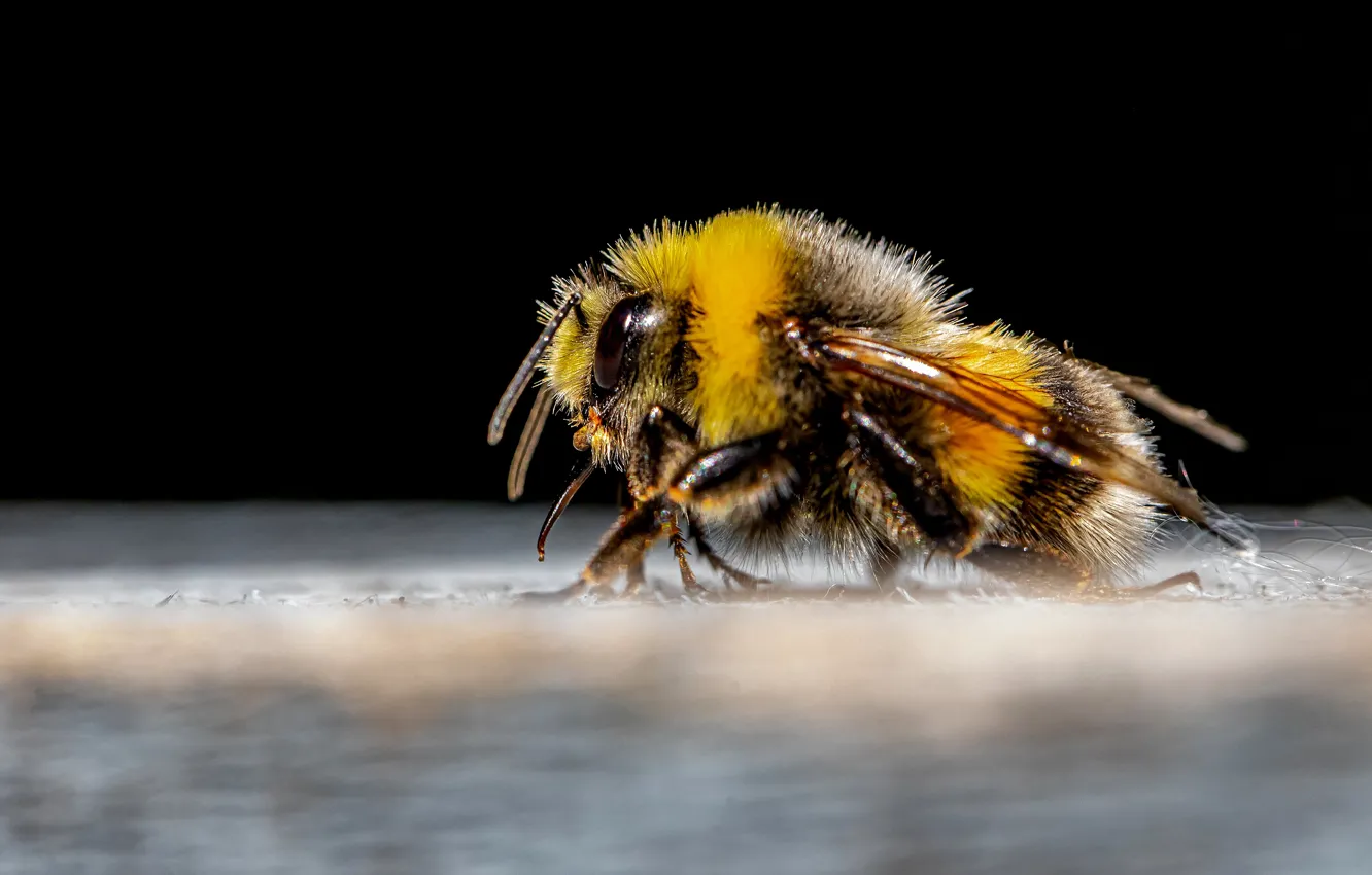 Фото обои макро, пчела, профиль, насекомое, черный фон, шмель
