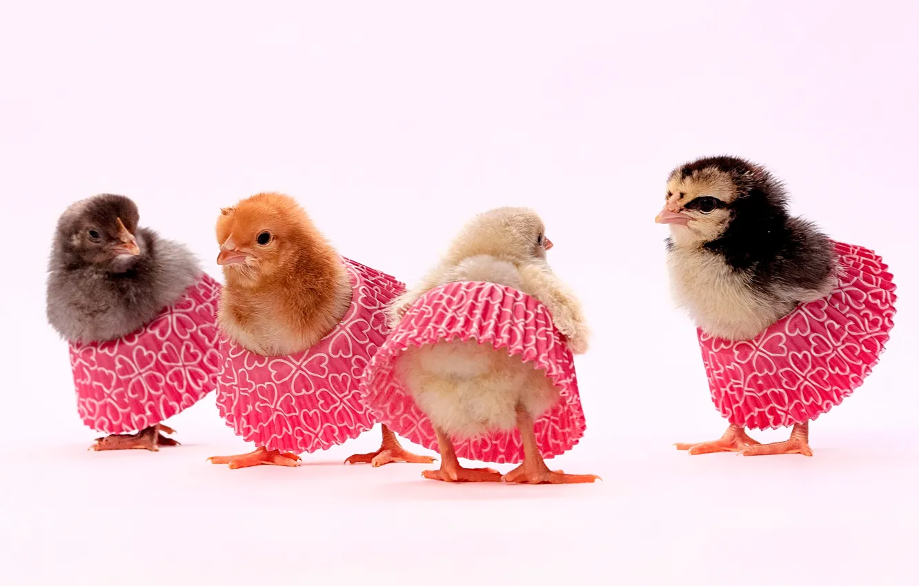 Фото обои фон, цыплята, птенцы, квартет, юбочки, Евгений Дёгтев