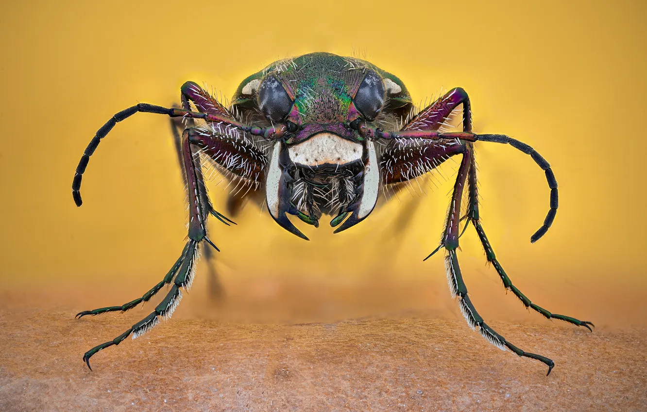 Фото обои colors, insect, jaws, teeth