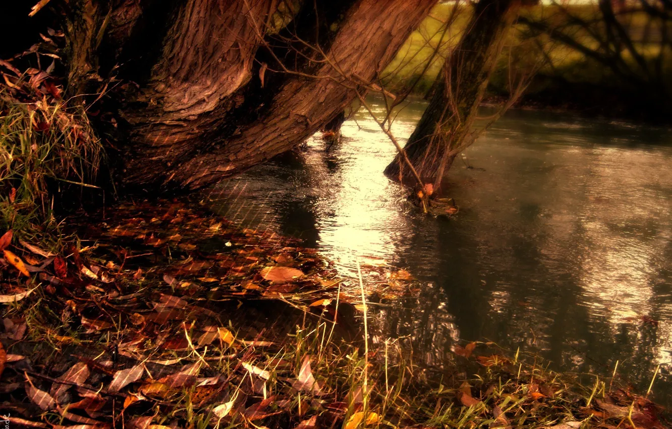 Фото обои осень, вода, полоски, природа, озеро, полосы, река, желтые опавшие листья