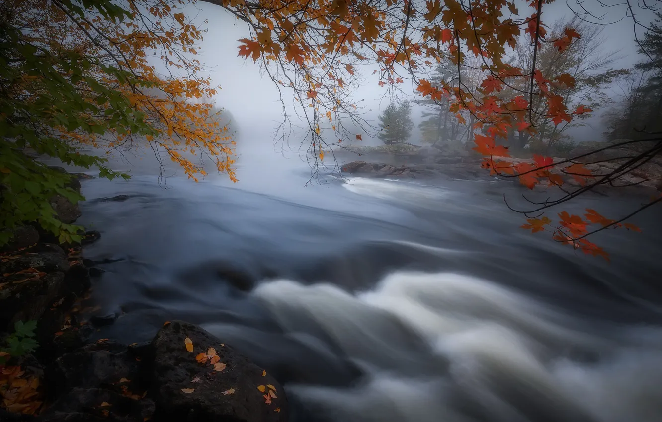Фото обои осень, туман, река, Canada, Ontario, fall color