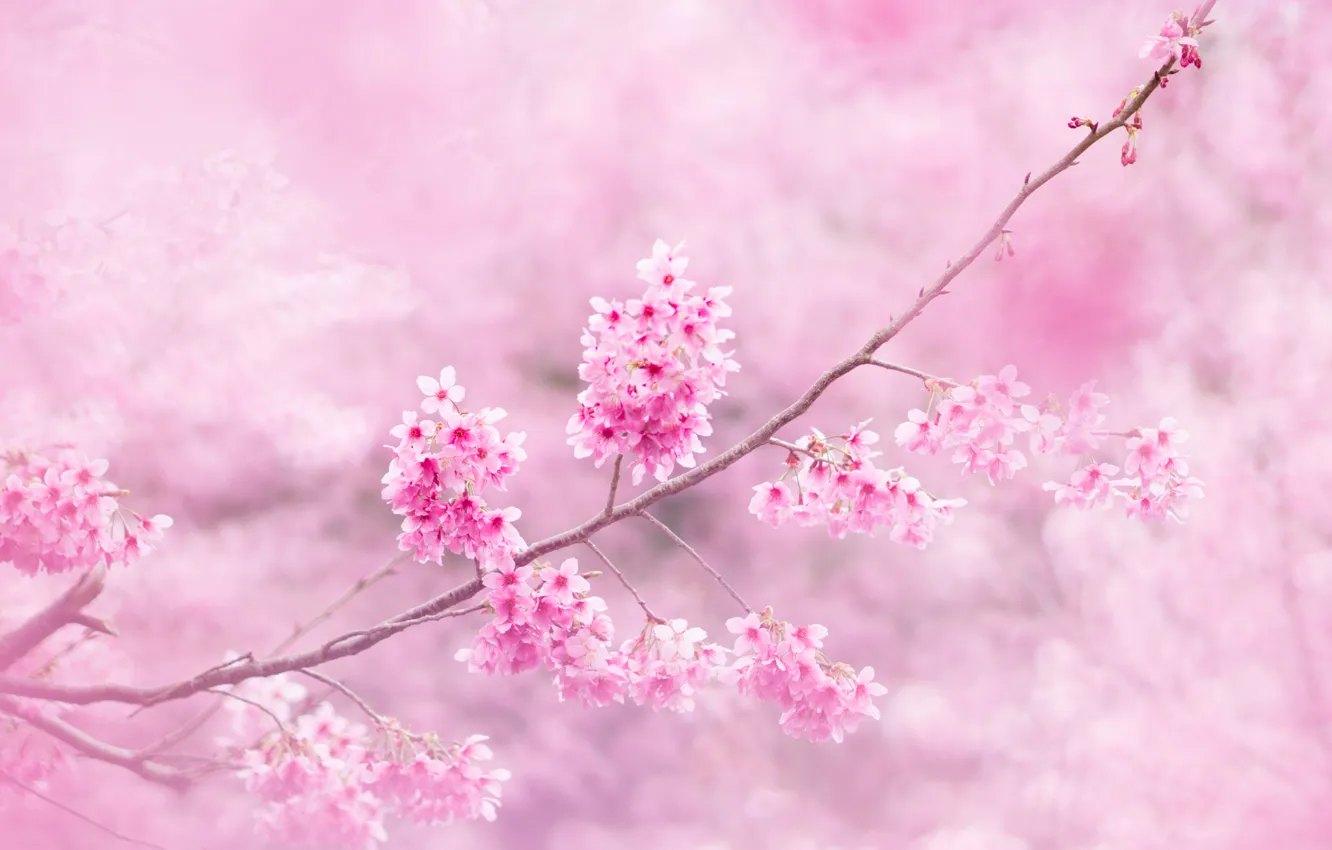 Фото обои цветы, ветки, сакура