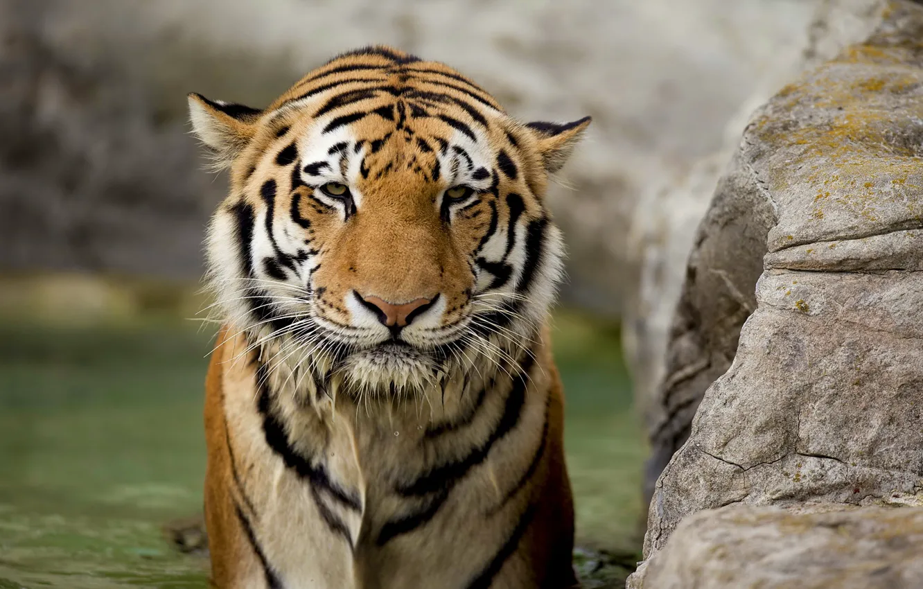 Фото обои взгляд, морда, тигр, мокрый, хищник
