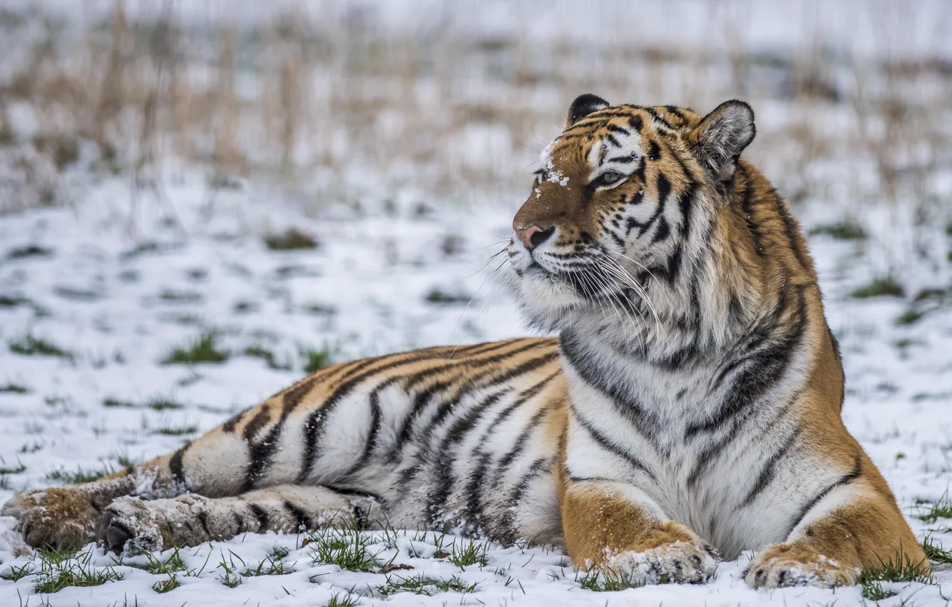 Фото обои снег, тигр, сила, хищник