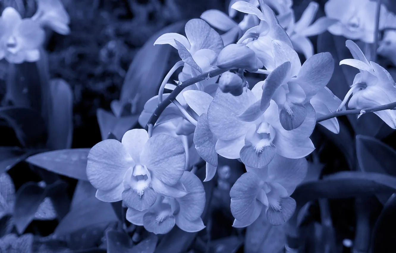 Фото обои стебли, лепестки, белые цветы, серо-голубой фон
