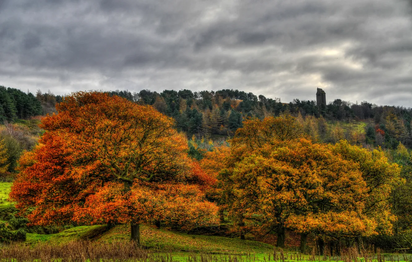 Фото обои осень, лес, деревья, пасмурно