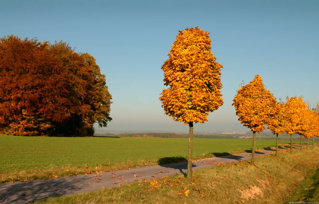 Фото обои Осень, trees, yellow