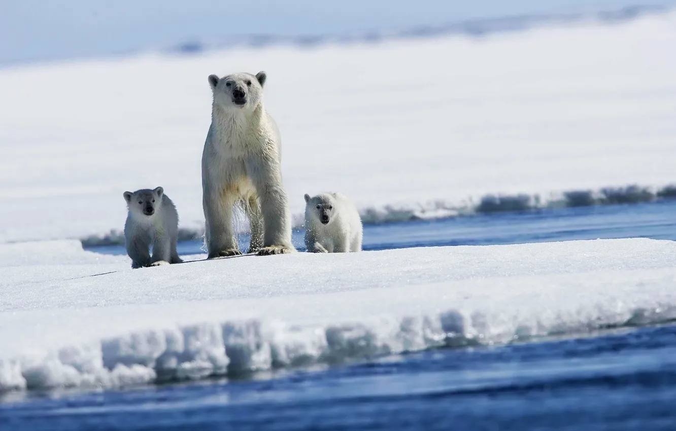 Фото обои лед, снег, медведи, Белые