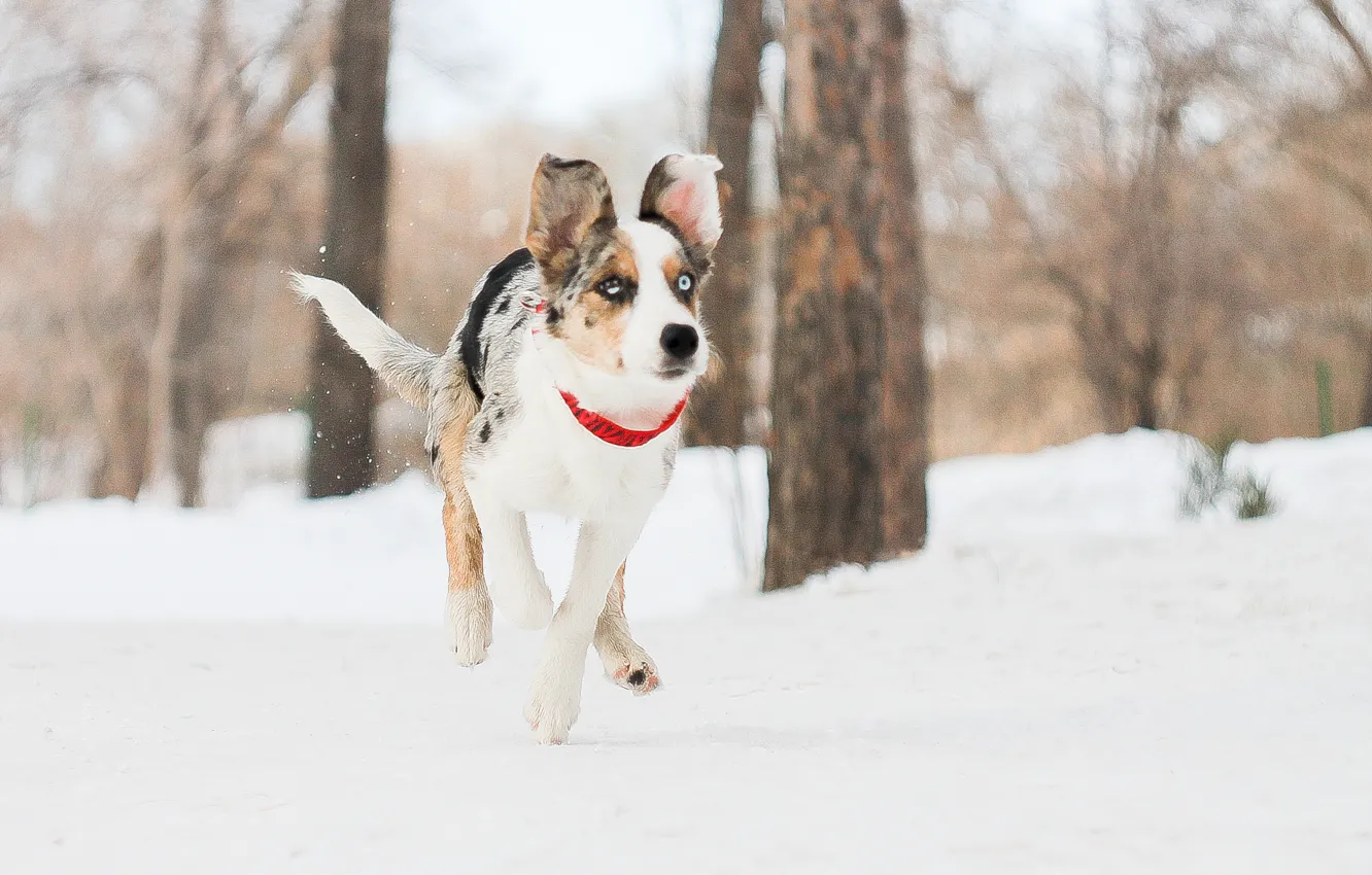 Фото обои лес, снег, собака, бег, щенок, прогулка, бордер колли, border collie