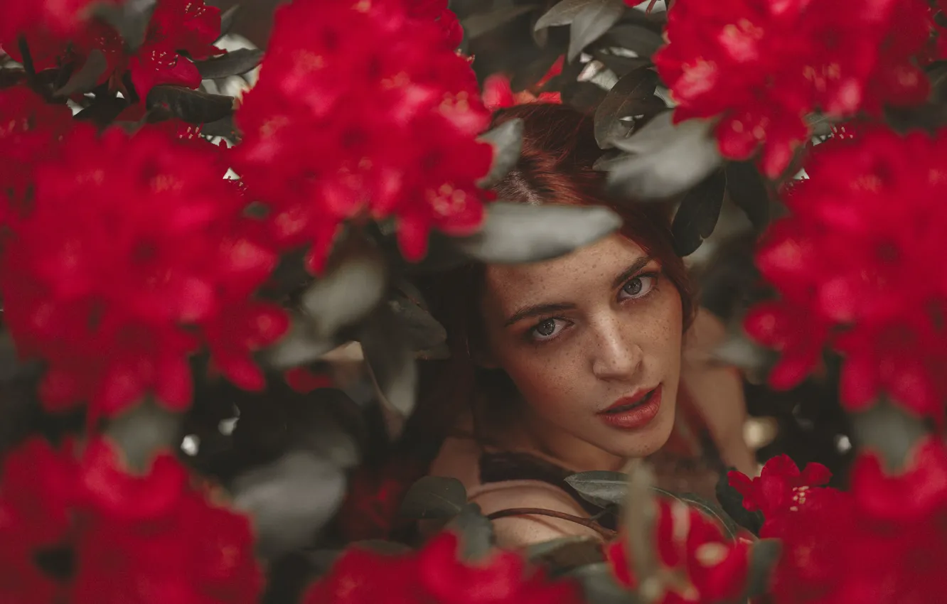 Фото обои взгляд, девушка, цветы, лицо