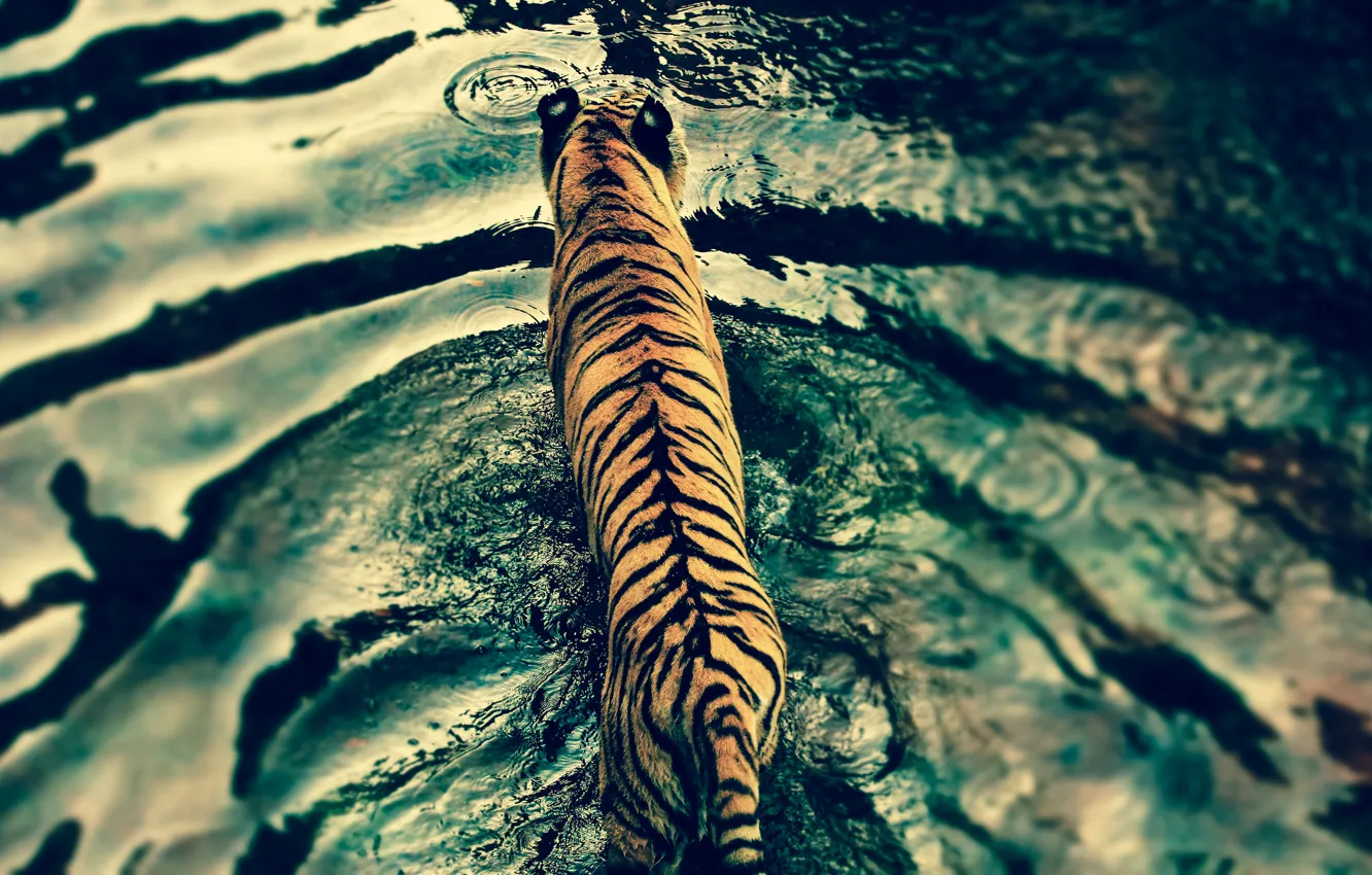 Фото обои вода, тигр, хищник, Disney's Animal Kingdom