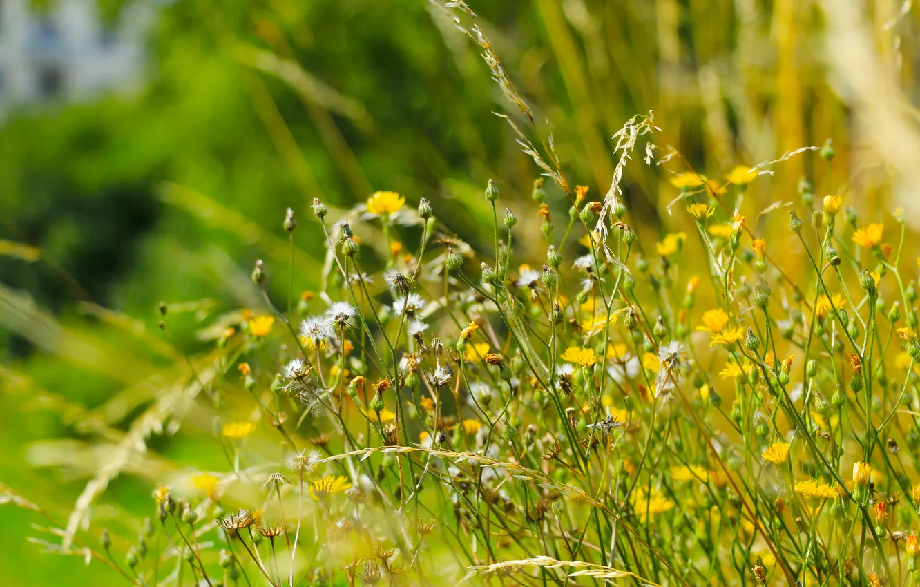 Фото обои grass, flower, meadow