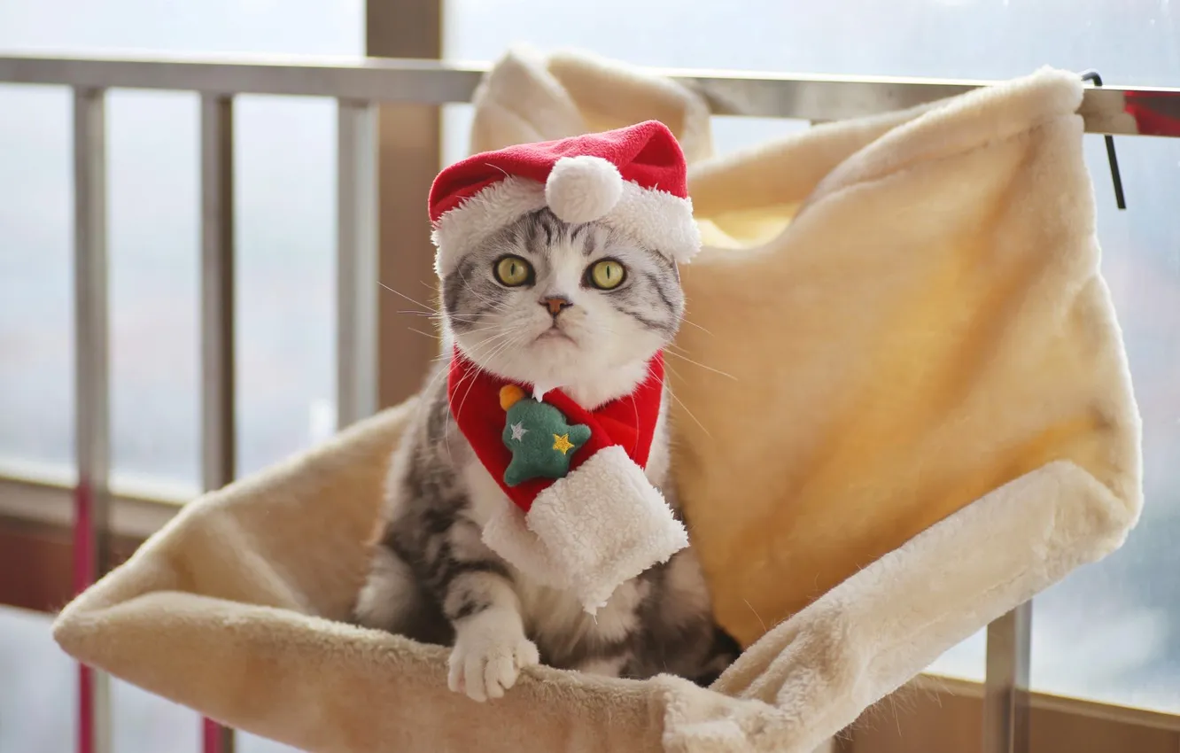 Фото обои кошка, кот, взгляд, поза, котенок, Рождество, Новый год, мордашка