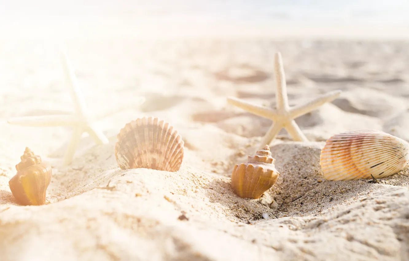 Фото обои песок, море, пляж, лето, звезда, ракушки, summer, beach