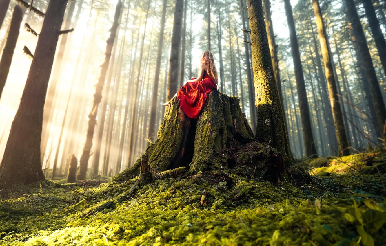 Фото обои лес, девушка, платье, Lizzy Gadd, Woodland Magic