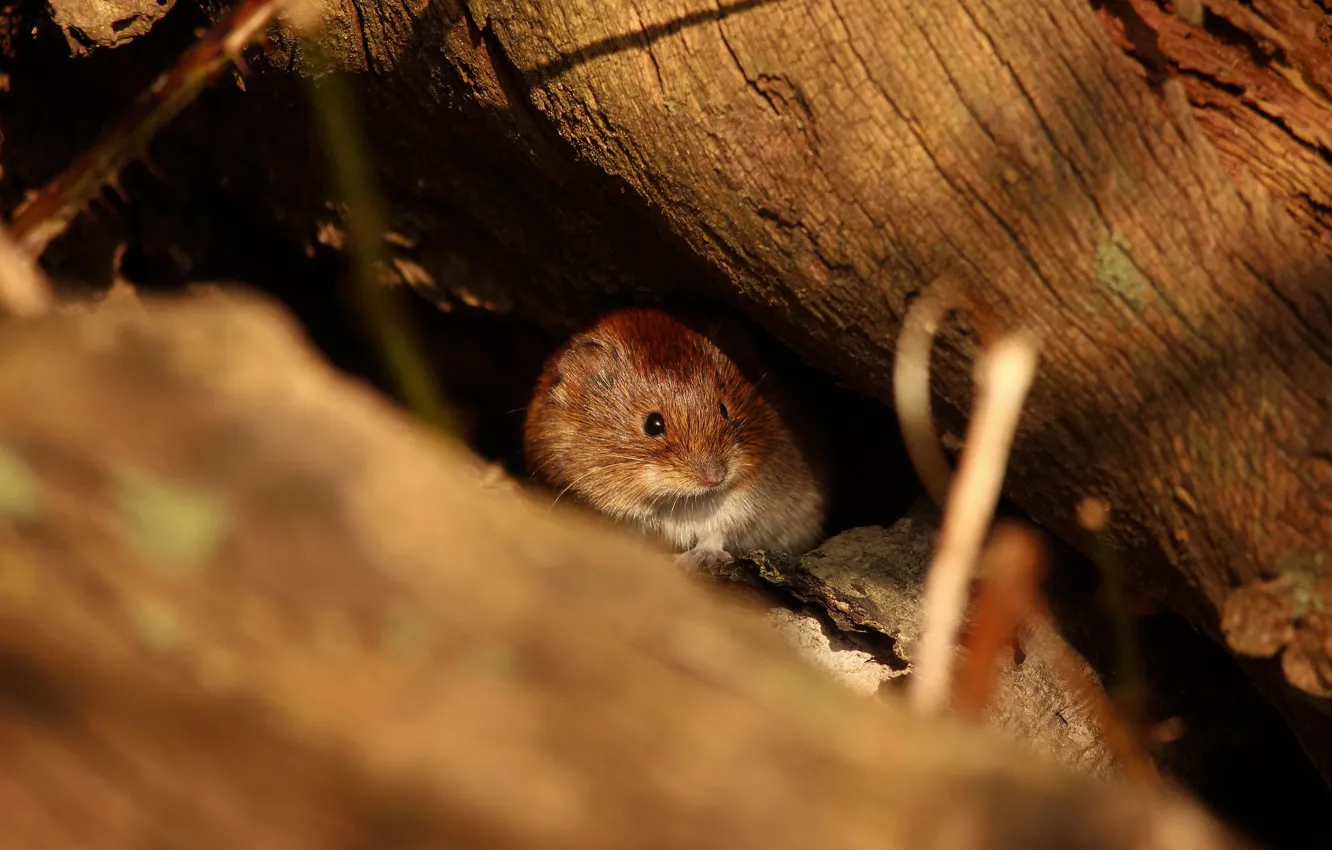 Фото обои мышь, мышка, бревно, полевые, норка