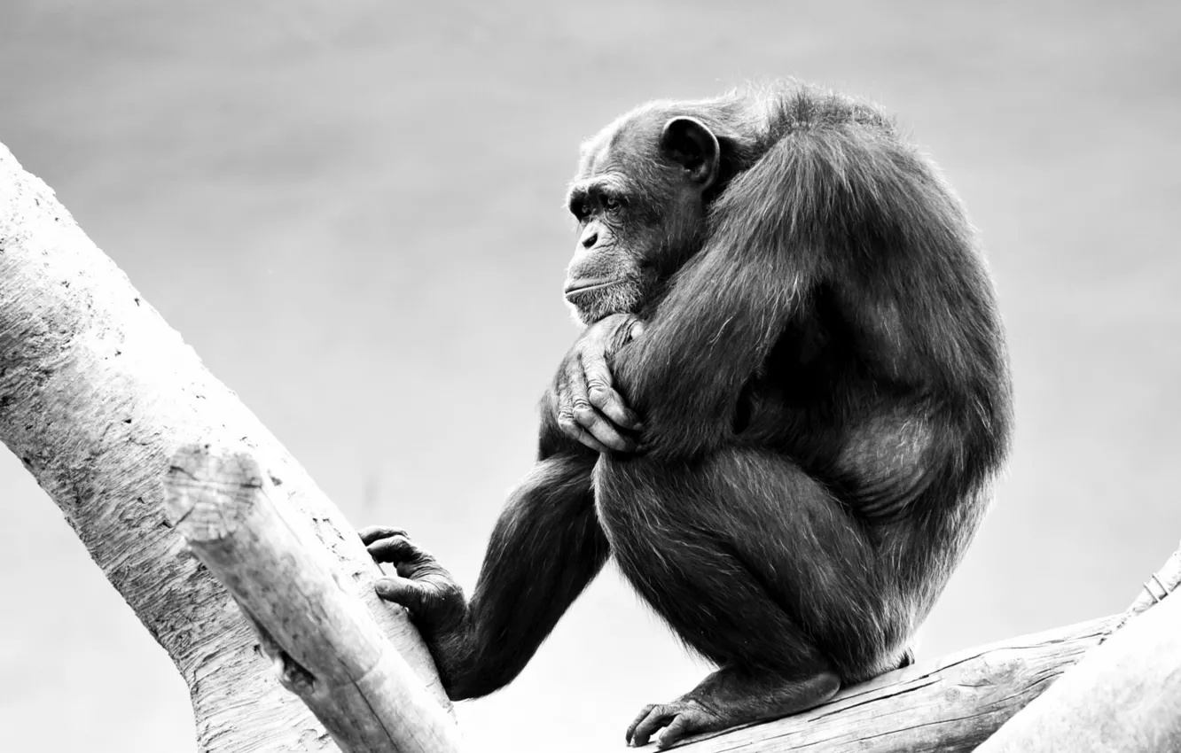 Фото обои monkey, ape, wild animal, our cool roger