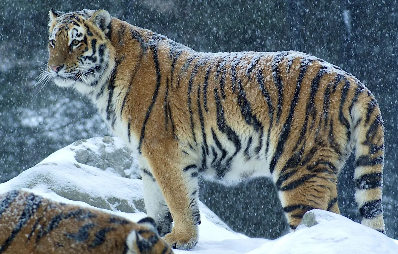 Фото обои зима, снег, хищник, Тигр