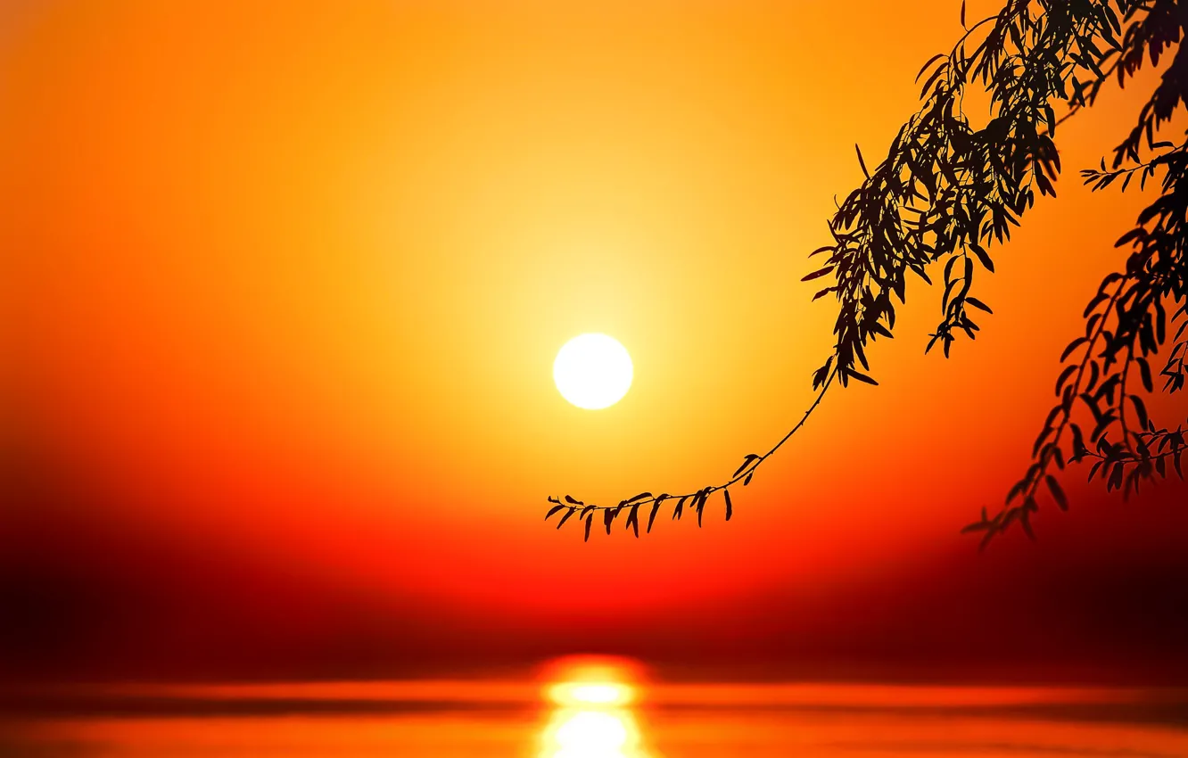 Фото обои солнце, закат, ветки, озеро