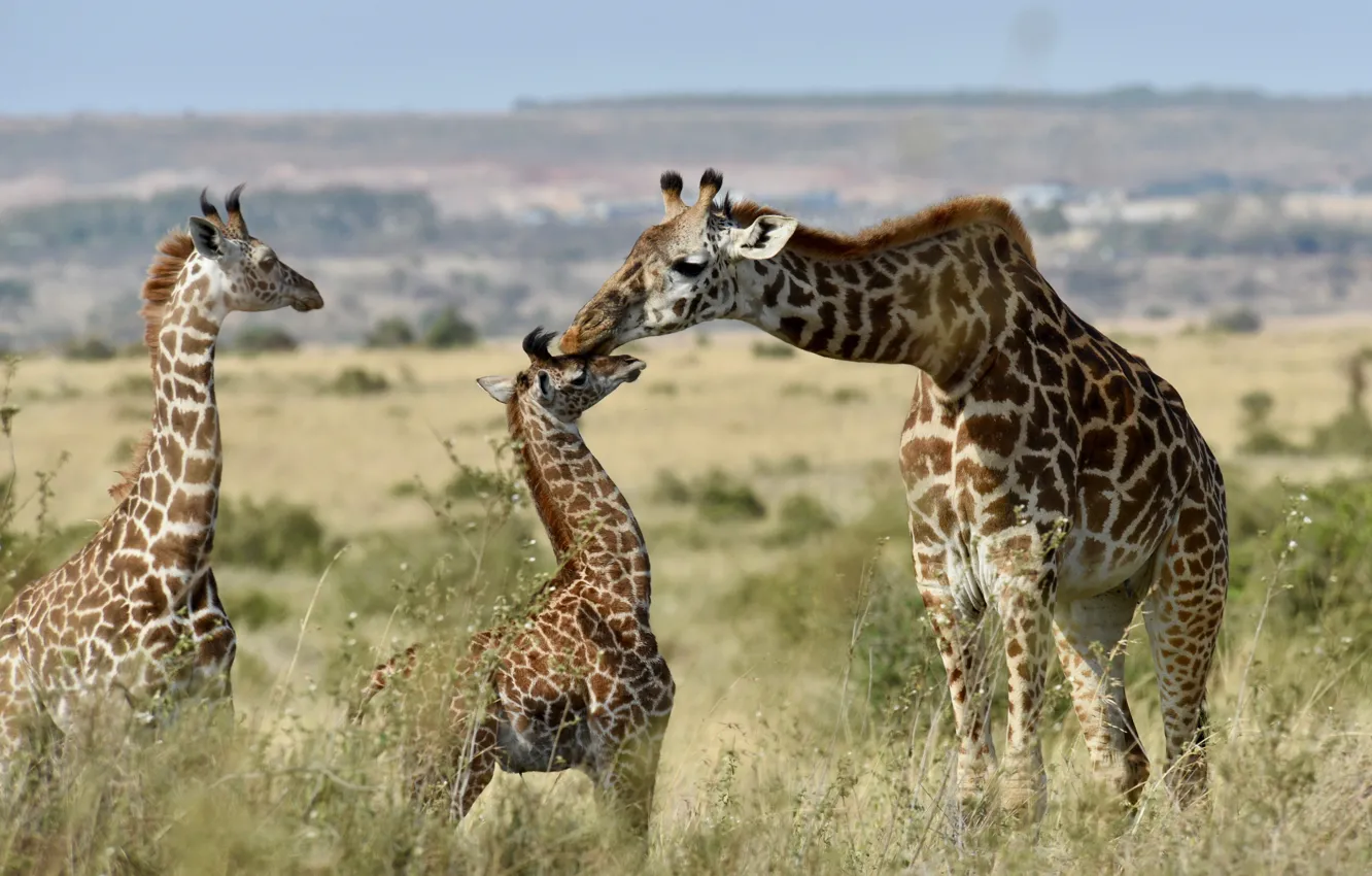Фото обои жирафы, семейка, детёныши