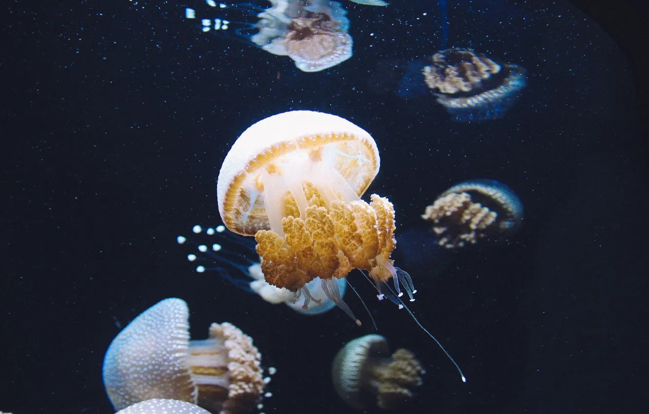 Фото обои вода, аквариум, медуза, много