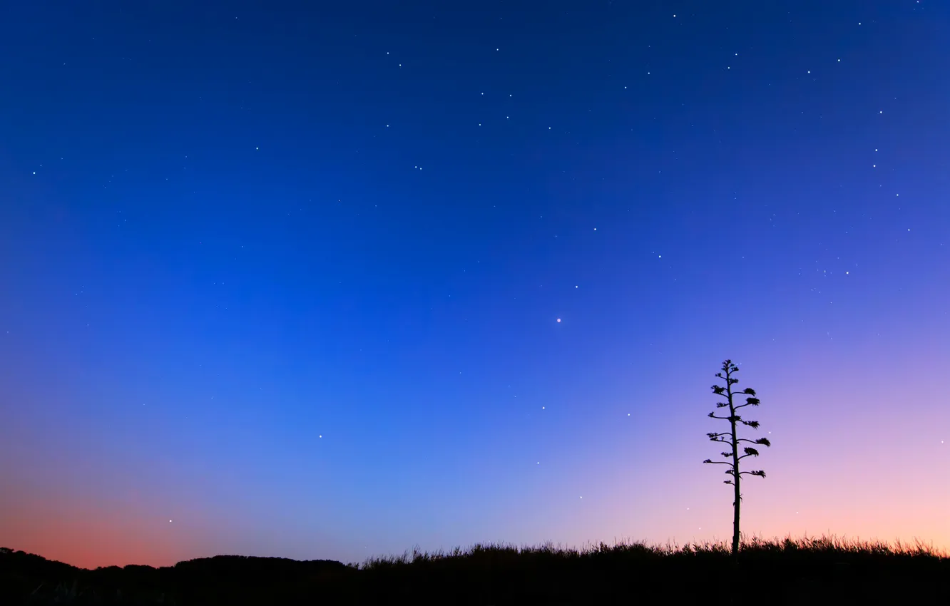 Фото обои небо, звезды, дерево, горизонт
